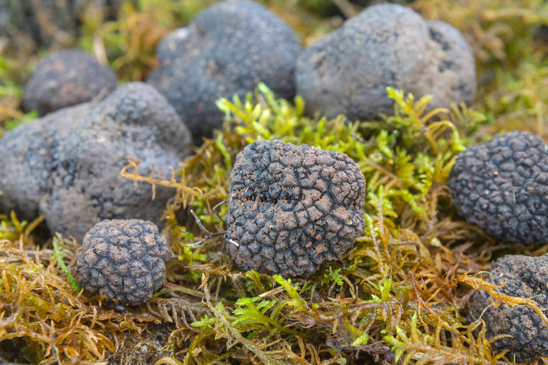 Truffle Hunting in Croatia